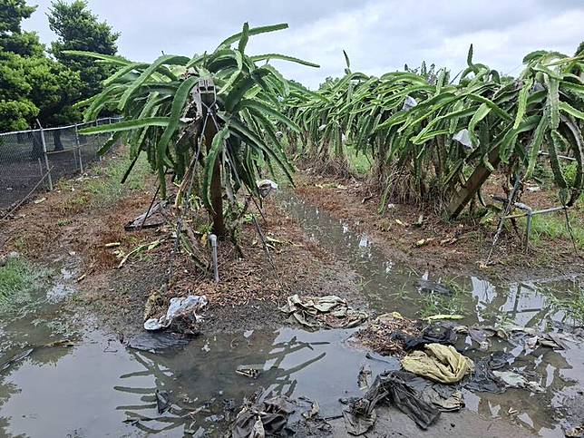 彰化縣連日降下豪雨，埔心鄉火龍果產區不少果園積水超過半公尺。(陳勝得提供)