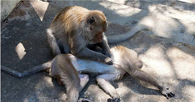 壽山動物園又爆「猴群洗劫嬰兒車」！父抱兒急逃慘摔在地