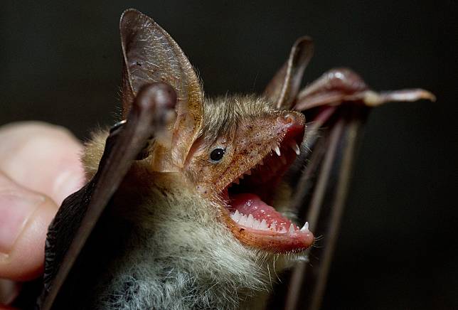 蝙蝠：嗡嗡嗡嗡嗡。圖為大鼠耳蝠。 美聯社 / 達志影像