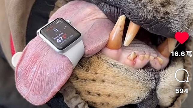 Apple Watch化身獸醫恩物！可幫野生獅子、大象量度心率？