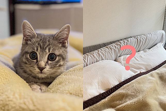推主回家找不到貓，最後竟在床鋪縫隙中找到：「臉都扁了！」（圖／Twitter：wakadanna_coo）
