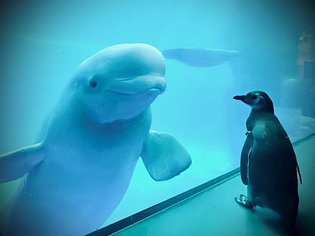 水族館白鯨遇見鳳冠企鵝　南北半球小可愛相見歡：你好啊！