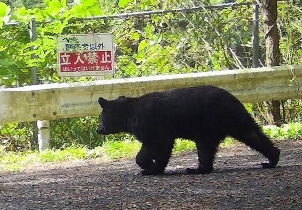 日本近年來一連串人熊衝突事件，促使政府提議放寬射殺這種動物的限制。圖為日本野熊。(X平台)