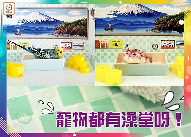 這組「富士山寵物澡堂」尺寸的骰，只適合小鳥、倉鼠等迷你寵物。(互聯網)