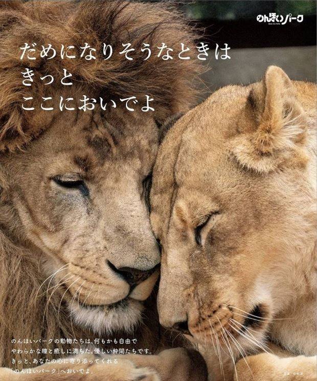 日本愛知縣豐橋綜合動植物公園人氣雄獅哈亞特和小1歲的雌獅奧托總是深情款款，彼此依偎的照片還被做成防治自殺海報。(圖擷自豊橋総合動植物公園推特)