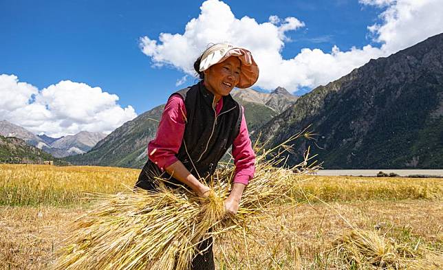 A villager bundles highland barley in Waba Village of Ra'og Town of Qamdo City, southwest China's Tibet Autonomous Region, Sept. 4, 2023. (Photo by Tenzin Nyida/Xinhua)