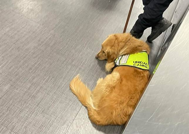 墨西哥機場緝毒犬誤判遭海關人員怒吼，無辜模樣讓網友看了好心疼。圖／翻攝自Threads @tomoki.travel99