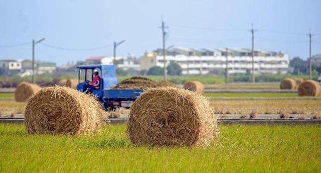 嘉義秋冬限定–稻草捲心捲十分療癒！（記者湯朝村翻攝）