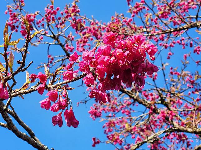 春櫻綻放 阿里山花季3月登場