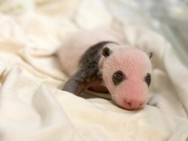 南區區議會推出「處處有熊貓」活動（海洋公園圖片）