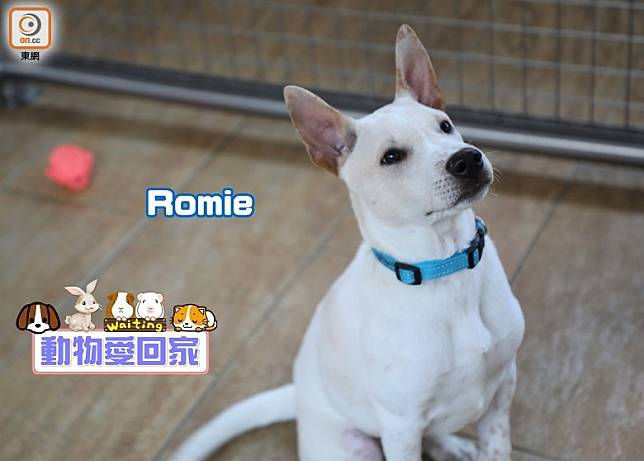 Romie非常友善，除了喜歡與人相處，牠亦善於與其他狗狗交朋友。（愛協提供）