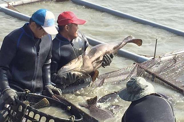 中國海關總署自2022年6月起暫停台灣石斑魚輸入後，最近中國國台辦釋出可能解禁的訊號。（資料照，海洋局提供）