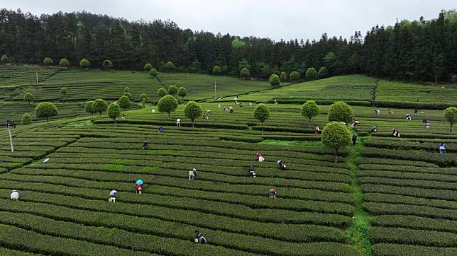 A drone photo shows farmers picking tea leaves at tea gardens in Erlong Village in Yuqing County, southwest China's Guizhou Province, April 5, 2024. (Xinhua/Yang Ying)