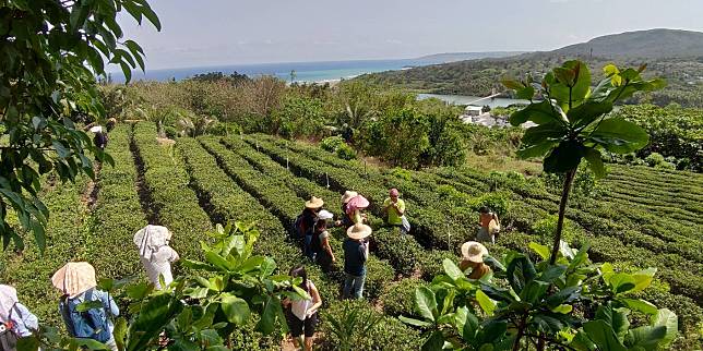 港口採茶體驗，海景一色。（墾管處提供）