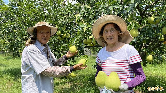 麻豆柚農郭玉飛(左)、郭李春梅(右)夫婦栽種的老欉麻豆文旦，以高品質區隔市場銷路。(記者楊金城攝)