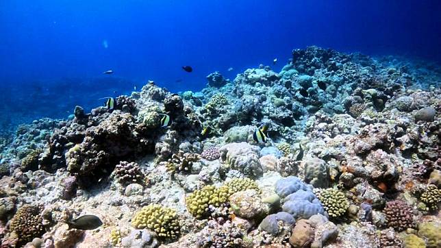 This file photo carried in a report titled &ldquo;The Investigation and Assessment Report on Marine Ecology and Environment Status of Huangyan Dao&rdquo; shows coral reefs in Huangyan Dao. (Xinhua)