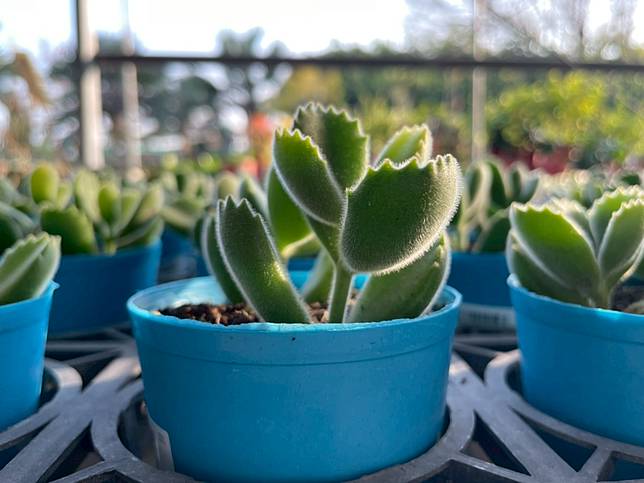 埔茂花市（圖片提供／徐秀芳）