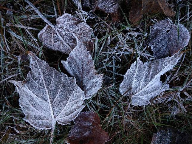玉山國家公園塔塔加園區清晨低溫，公路步道出現結霜現象。(玉管處提供)