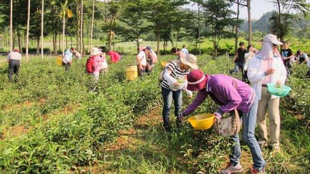 農糧署「發展亮點茶莊計畫」已選出33家亮點茶莊。(圖為林旺製茶廠)   圖：取自農業易遊網