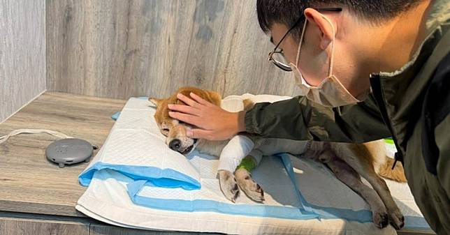 柴犬寶哥遭比特犬狠咬致死，今日火化。（圖／翻攝自爆料公社）