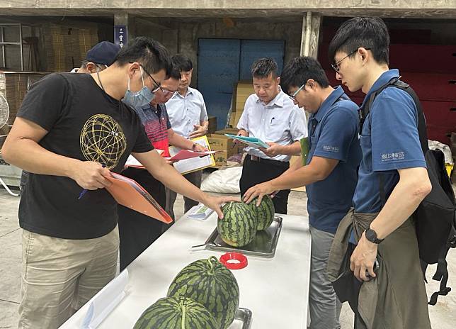 台中市一一三年度台中市優質西瓜評鑑，評審委員評審根據果重、糖度、外觀、肉色、風味口感及裂果等項目進行評分。（記者陳金龍攝）