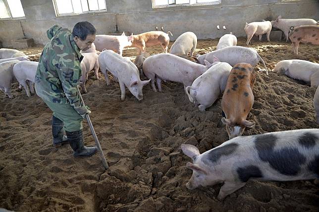 中國非洲豬瘟疫情在過去3個月裡，蔓延17個省份，毫無冷卻的現象。（美聯社）