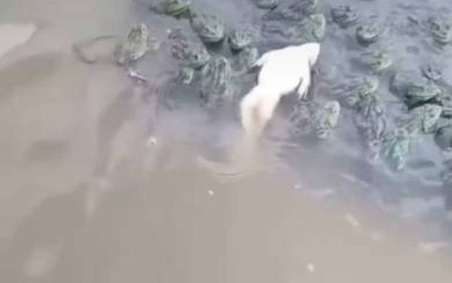 主打的是自由自在！　青蛙不游蛙式「而是蛙仰式」