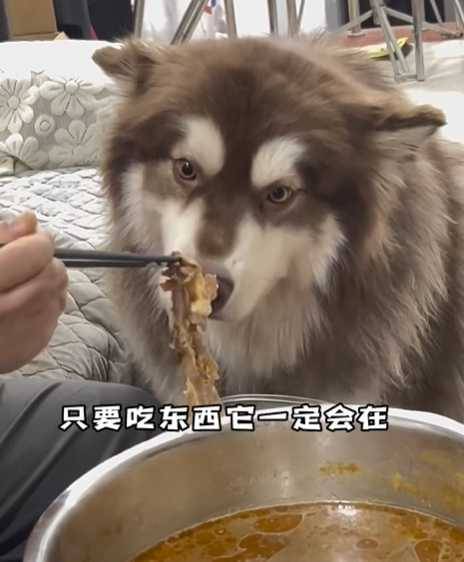 自律狗跟不自律狗的差別。（圖／翻攝自臉書）