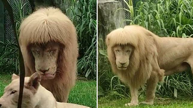 廣州動物園明星白獅阿杭因「齊瀏海」髮型爆紅。（翻攝自微博）