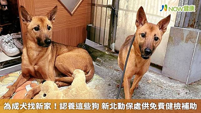 ▲「阿桃」是2歲的中型犬，體重15公斤，去年在林口山區徘迴，熱心民眾發現她應是走失，找不到主人，通報至動保處。（圖／新北市動保處提供）