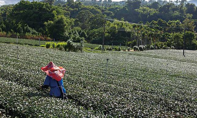 【發現心台灣】佐一壺時光與歷史的：茗香大溪