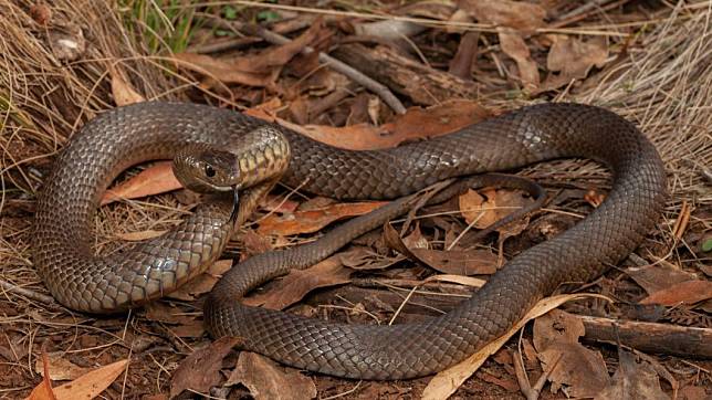 被稱為澳洲第二毒的東方褐蛇，害一名父親被咬致死。（圖／翻攝自澳洲博物館）
