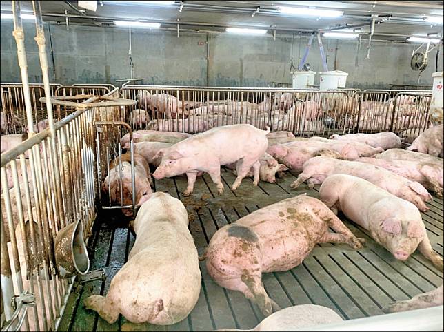 國內最大豬農台糖，因新式豬場改建嚴重卡關，原每年產量約卅三萬頭，今年估計降至廿六萬頭，明年恐剩廿二至廿四萬頭。(資料照)