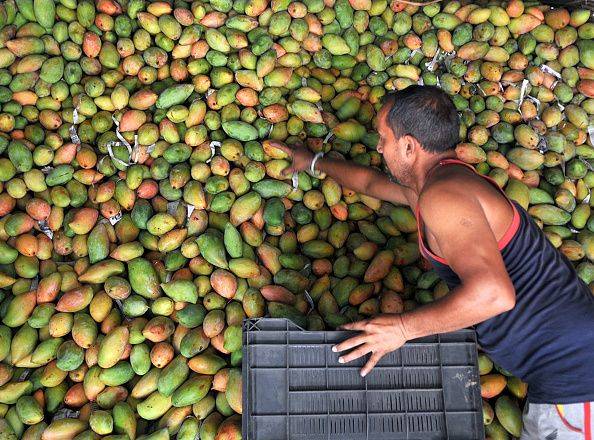印度是全世界芒果產量最多的國家。photo by Getty Images