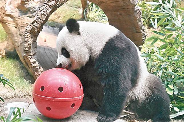 香港捲起大熊貓熱潮。