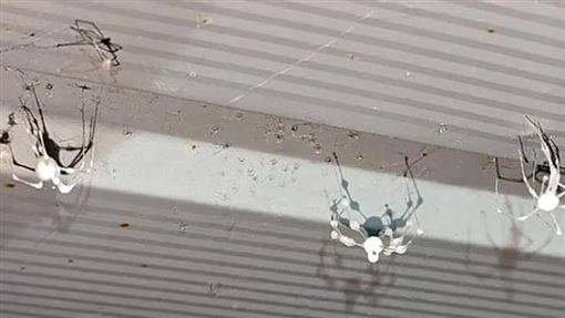 殭屍蜘蛛」入侵歐美花園！器官遭真菌吞噬吸乾中毒亡3週內變木乃伊