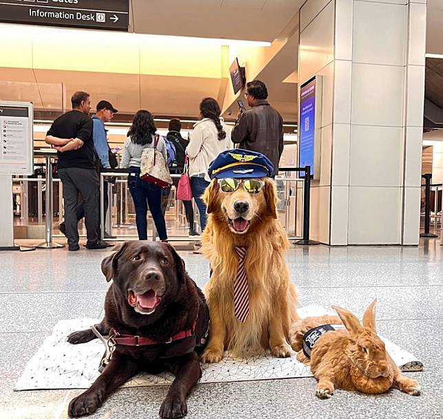 美國三藩市國際機場 （SFO）「Wag Brigade」動物療癒團隊。