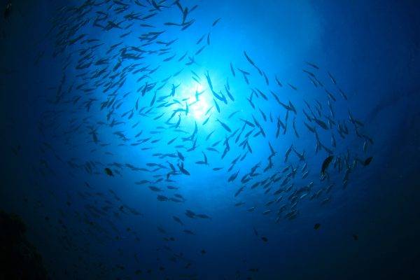 豐富海洋生物多樣性 為漁業可持續提供源源動力