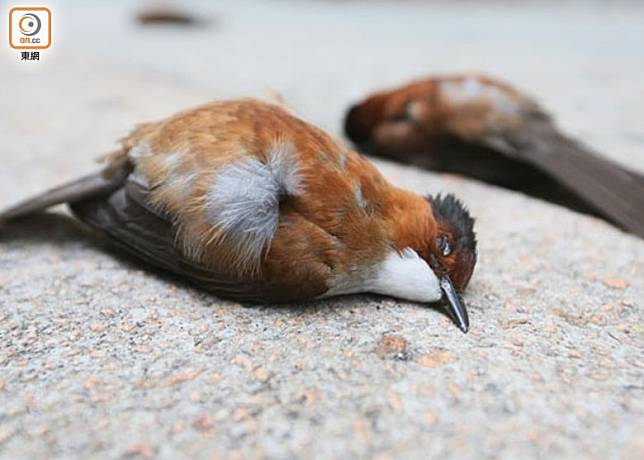 不少市民在各區發現雀鳥屍體，擔心是受催淚氣體影響所致。