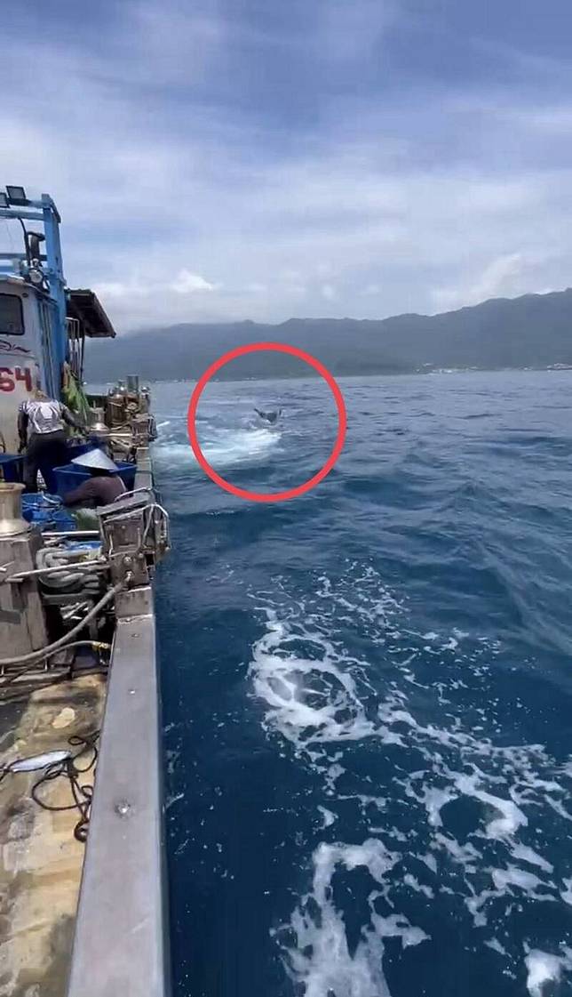 誤闖龜山島定置網獲放流，7米鯨鯊「擺尾揚鰭」吸引70萬次觀看。(鄭姓業者提供)