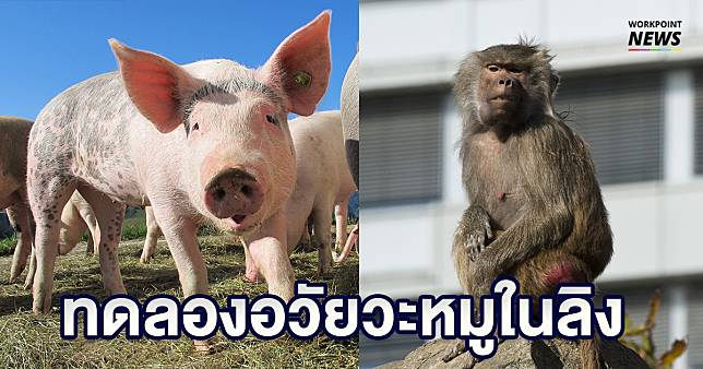 สตาร์ทอัพสหรัฐฯ ผ่าตัดอวัยวะหมูทดลองใส่ในลิง หวังแก้ปัญหาขาดแคลนอวัยวะในมนุษย์