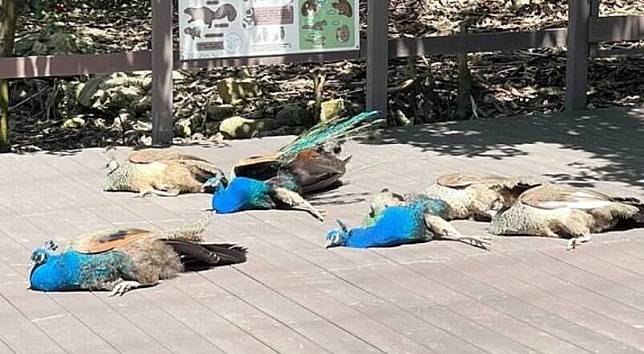 近日有網友在壽山動物園看到孔雀集體倒地的景象，嚇得趕忙通報園方，後來才知道是虛驚一場。(圖片擷取自IG，@shoushanzoo)