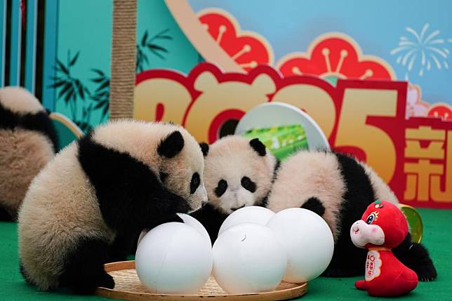 Giant panda cubs are pictured during a group appearance event in celebration of the Spring Festival at the Shenshuping giant panda base of the China Conservation and Research Center for the Giant Panda in Wolong, southwest China's Sichuan Province, Jan. 23, 2025. (Xinhua)