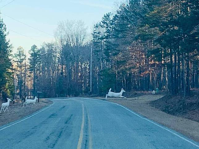 美國北卡羅來納州男子蘭德曼日前拍下3隻白鹿穿越馬路畫面，發佈到臉書上後獲得破萬讚數。(擷取自Renee Chou臉書 )