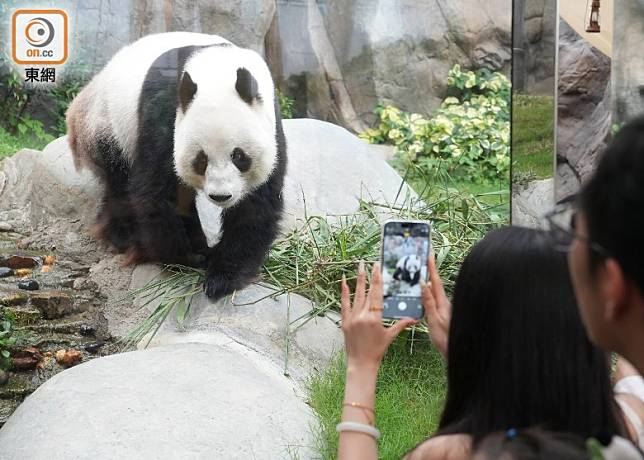 新熊貓預計會在未來幾個月內來港。