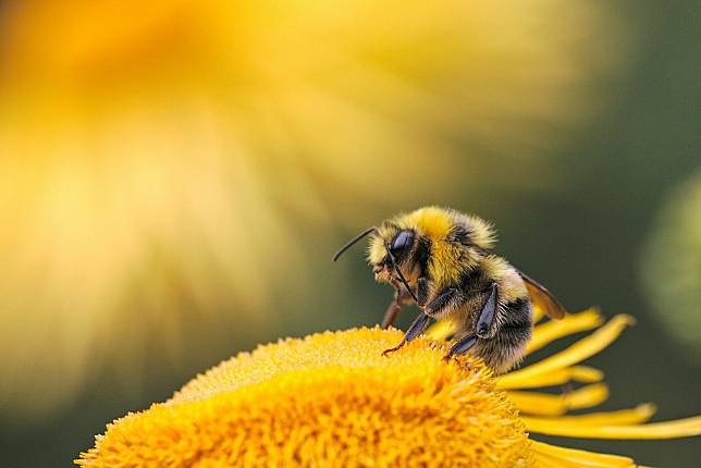 澳洲新南威爾士州對1,500多萬隻蜜蜂實施安樂死，希望藉此遏制寄生蟲瓦蟎的傳播。（示意圖）   圖：取自免費圖庫Unsplash