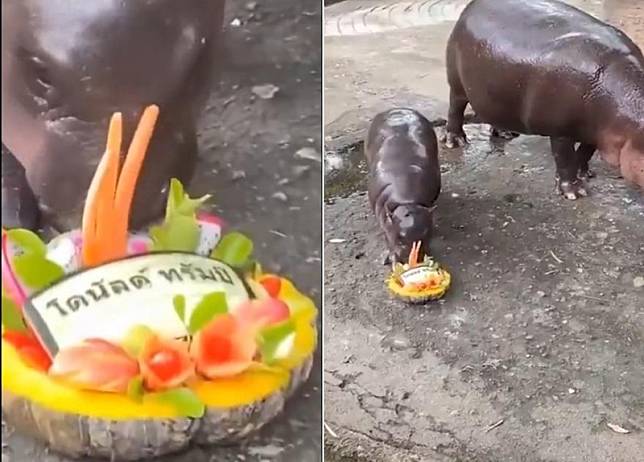 今年夏天在全球爆紅的泰國動物園超夯明星小河馬「彈跳豬」（Moo Deng）毫不猶豫地吃下了川普蛋糕。 圖：翻攝自Ｘ