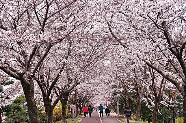 洛東江三樂江邊公園–位於洛東江旁的市民公園，沿單車路和緩跑徑兩旁種滿櫻花樹，美麗夢幻。（卓惠媛攝）