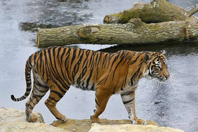 英國倫敦動物園蘇門答臘虎瑪拉提不幸喪命。（AP）