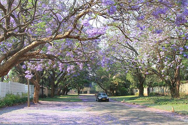 Blossoming jacaranda trees are seen along a street in Harare, Zimbabwe, Oct. 14, 2023. (Xinhua/Zhang Baoping)